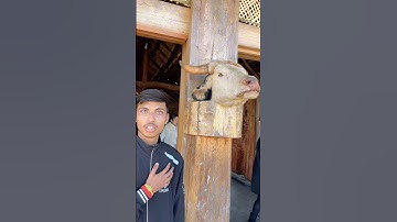 Nagaland Hornbill Festival Mini Vlog