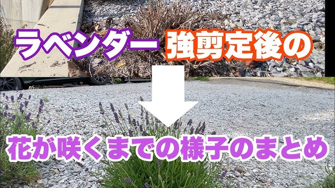 フレンチラベンダーの育て方 剪定 冬越し 切り戻し 肥料 植え替え 水やり 土選び Youtube