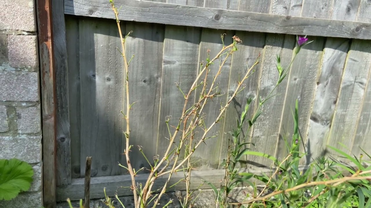 Gooseberry bush - eaten by sawfly maybe