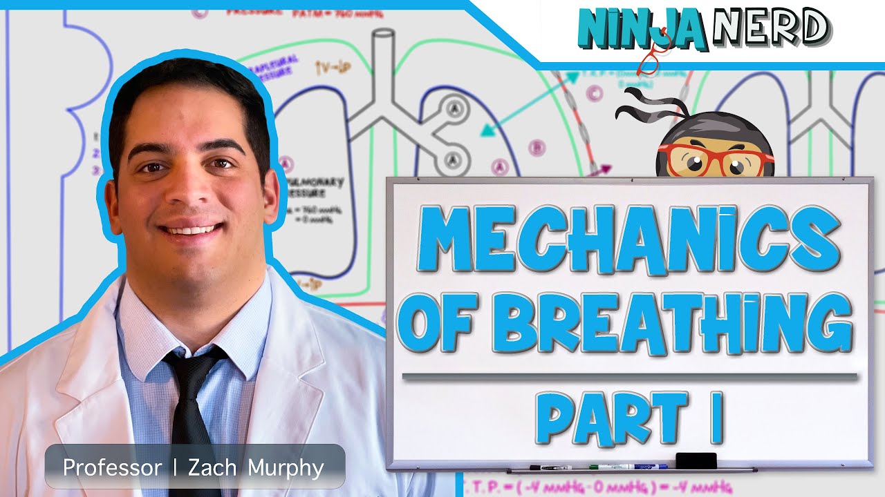 Respiratory Mechanics Of Breathing Pressure Changes Part 1