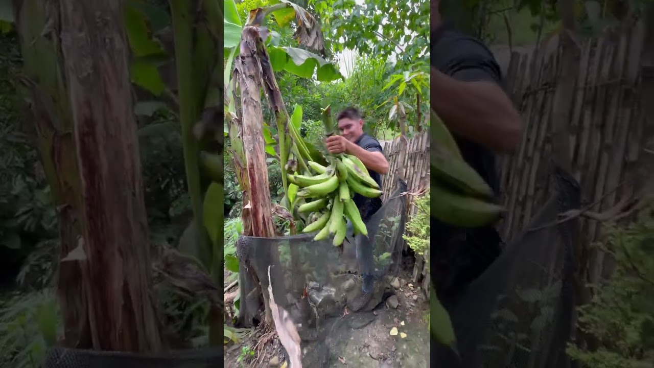 2 plátanos en un sola planta