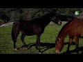 Caballos de Pura Raza en la Yeguada Aldebarán de Cardeña