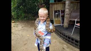Питончик/Friendly Рython #snake #srilanka #travel