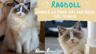 The Ragdoll Cat  One of the World's Most Affectionate Cats (Subtitles)