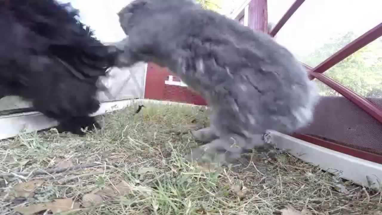 Rabbit Punching Rooster! GoPro - YouTube