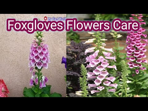 वीडियो: बड़े फूल वाले डिजिटलिस (22 फोटो): बड़े फूल वाले डिजिटलिस, रोपण और देखभाल का विवरण