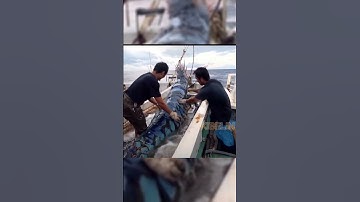 Giant Deep Sea Prawn Caught by Fishermen!🐙🦑🦀#deepseafishing #giantseacreature #fishingexploration