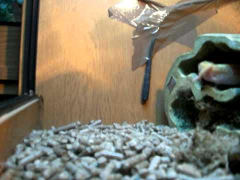 leopard print new leopard gecko