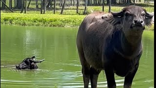 Look at these beautiful Water Buffalo on the farm in Georgia!😀🎋