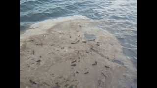 Xezer Denizi 25.05.2013-Cu Ilde