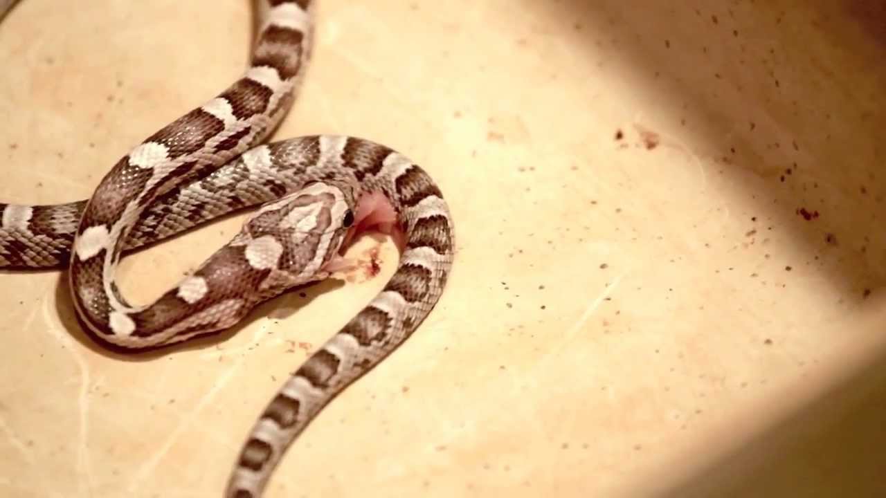 Corn Snake Eating Pinky YouTube