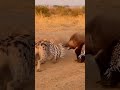 Hyena vs. Porcupine: Porcupine's territory must not be violated.#porcupine #Hyena लकड़बग्धा साही