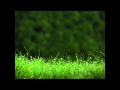 Lin Hai & Friends - What the Pipa Says