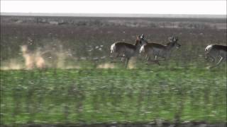 Pronghorn Antelopes Running At Full Speed