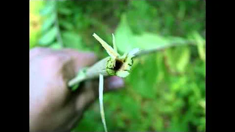 Asian Bush Honeysuckle