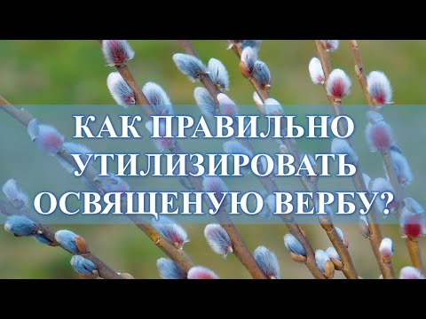 ОСВЯЩЕННАЯ ВЕРБА ЗАСОХЛА, ПРАВИЛЬНАЯ УТИЛИЗАЦИЯ: НИКАК ИНАЧЕ…