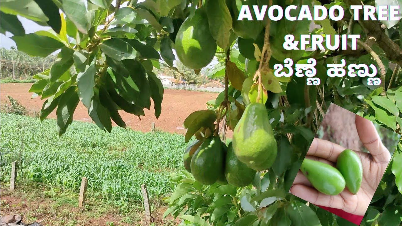 BUTTER FRUIT/AVOCADO TREEಬೆಣ್ಣೆ ಹಣ್ಣುಮನೆ ಹಿತ್ತಲಲ್ಲಿ/ತೋಟದಲ್ಲಿ ಬೆಣ್ಣೆ