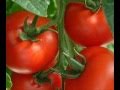 Homegrown Tomatoes__Guy Clark .wmv