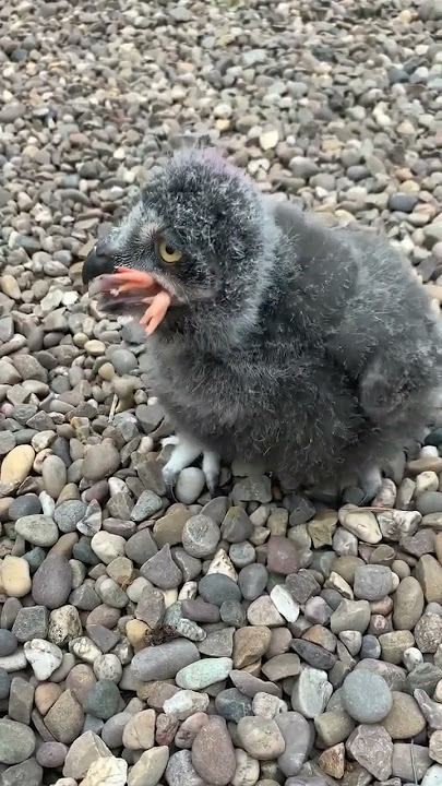 anakan burung elang makan anak ayam sekali telan 🤭