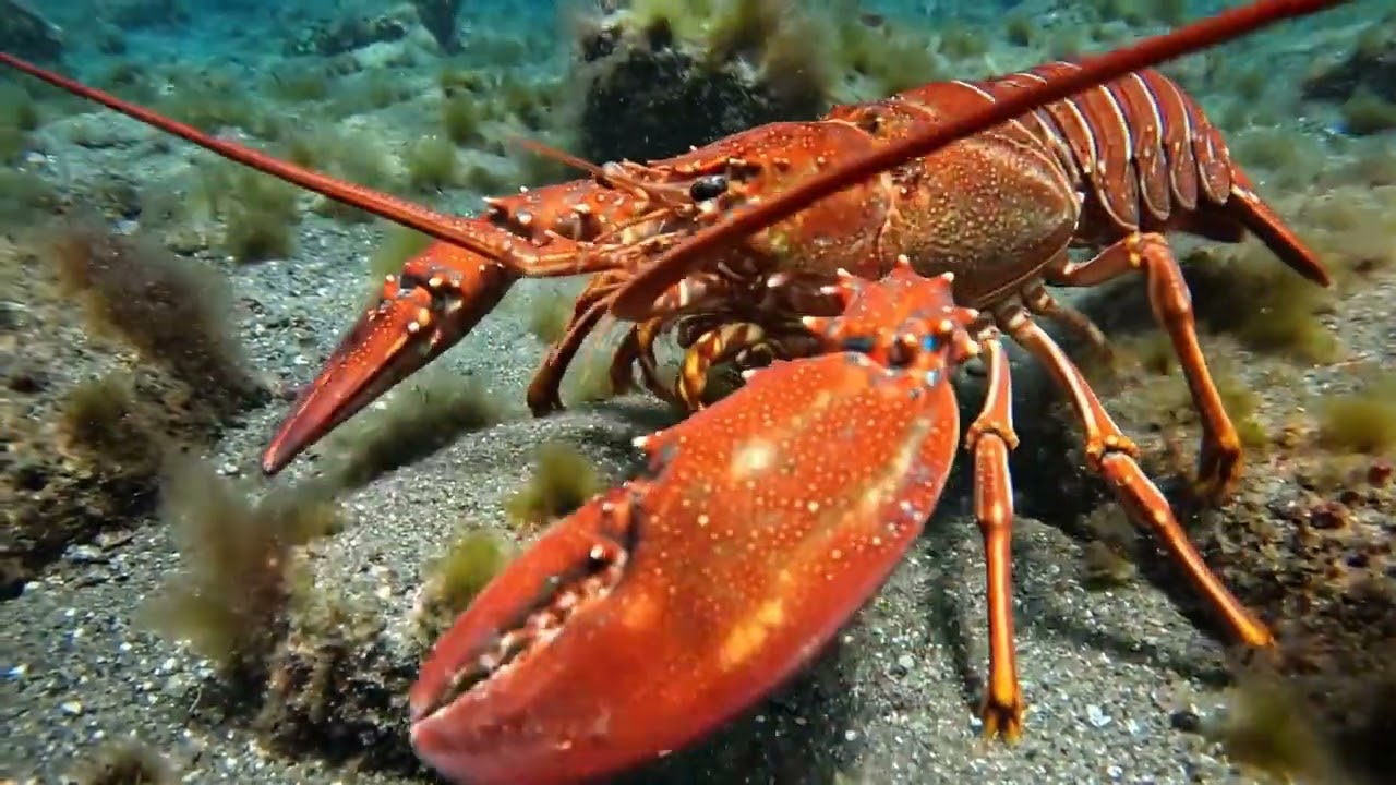 Lobster Defensive Movements in the Deep Sea | Free To Use