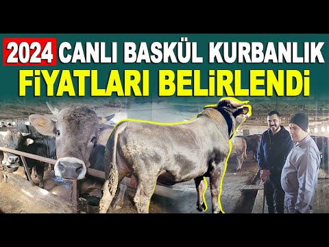 Canlı Baskül Kurbanlık 2024 Fiyatı Belli Oldu / Kurbanlık Fiyatları 2024 / Yıldırım Besi Çiftliği