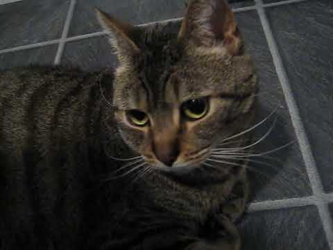 cat แปลว่า Giant eyed cutie