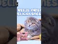 كت كات مكافآت قطط زبادي مجففة بالتجميدKit Cat Freezes Dried Yogurt Yums Treat For Cat كت كات مكافآت قطط زبادي مجففة بالتجميدKit Cat Freezes Dried Yogurt Yums Treat For Cat