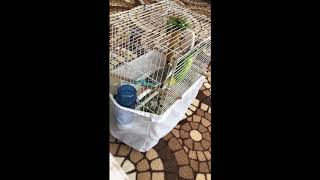 Hazreti Cicikuş - Gluk Gluk