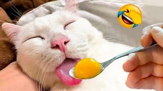 Must-See Funny Moments with Cats and Dogs 🤣 #19