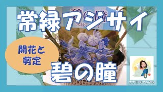 常緑アジサイ『碧の瞳』開花から剪定まで