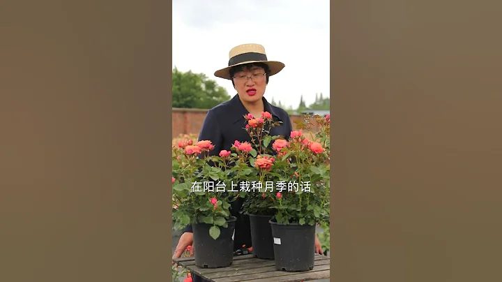 【海媽植物推薦38】陽台栽種小技巧，這幾款月季最適合 | What Roses Can Be Planted on Balcony - 天天要聞