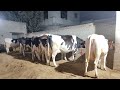 Top Class HF cows for sale, ਚੰਗੀਆਂ ਗਾਵਾਂ ਵਿਕਾਊ