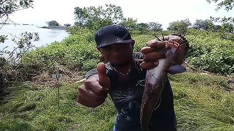 Strike Ikan Sembilang Monster Mancing Pakai Umpan Cacing Naga (Pun Pun)