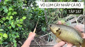 Tập 187 - Câu Cá Rô Đồng, Ổ Cá Khủng Trong Lùm Cây Mồi Vừa Xuống Là Bay Lên Táp