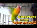 MERDU SUARANYA BIKIN LOVEBIRD MALAS BUNYI SONTAK JADI GACOR, Suara Lovebird Fighter Ngekek Panjang