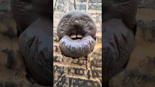 Famous Dada Ahoufe viral new video #shorts #funny #viral Wealth