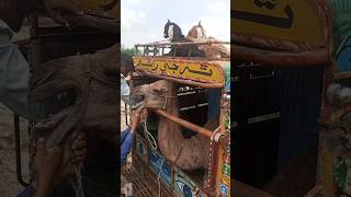 Bakriyan Chill, Camel Tension Mein Desi Transport Comedy