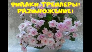 Фиалки-Трейлеры! Размножение! Пересадка Rob"s Vanilla Trail!