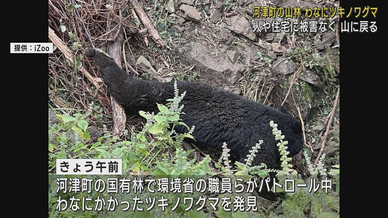 Asiatic black bears, thought to be extinct, found on the Izu