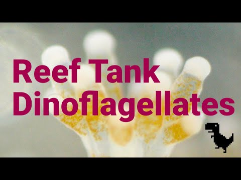 All About Dinoflagellates, the Scourge of the Reef Tank