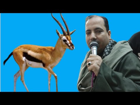 قصة النبي والغزاله من الشيخ احمد عكاشه شغل عالي اوي