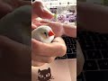 Adorable Tamed Zebra Finch