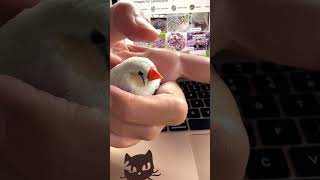 Download Lagu Burung Pipit Zebra Jinak yang Menggemaskan MP3