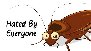 Why It Sucks to Be Born as a Cockroach