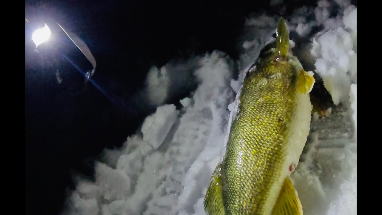 Metro Gold: Гигантский судак на озере Миннетонка