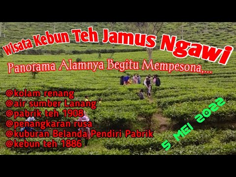 Wisata Kebun Teh Jamus Ngawi Terbaru