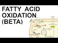 Fatty Acid (Beta) Oxidation