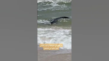 تمساح ماذا يفعل في الشاطئ Shorts 
