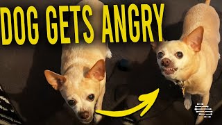 Dog Gets Angry When Lady Says ”I’m Coming for You”