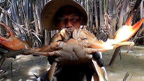 Hết Hồn Con Cua Trong Bóng Đêm Bò Ra Đat Muốn Té Sỉu/Đat Nguyễn Cần Giờ 